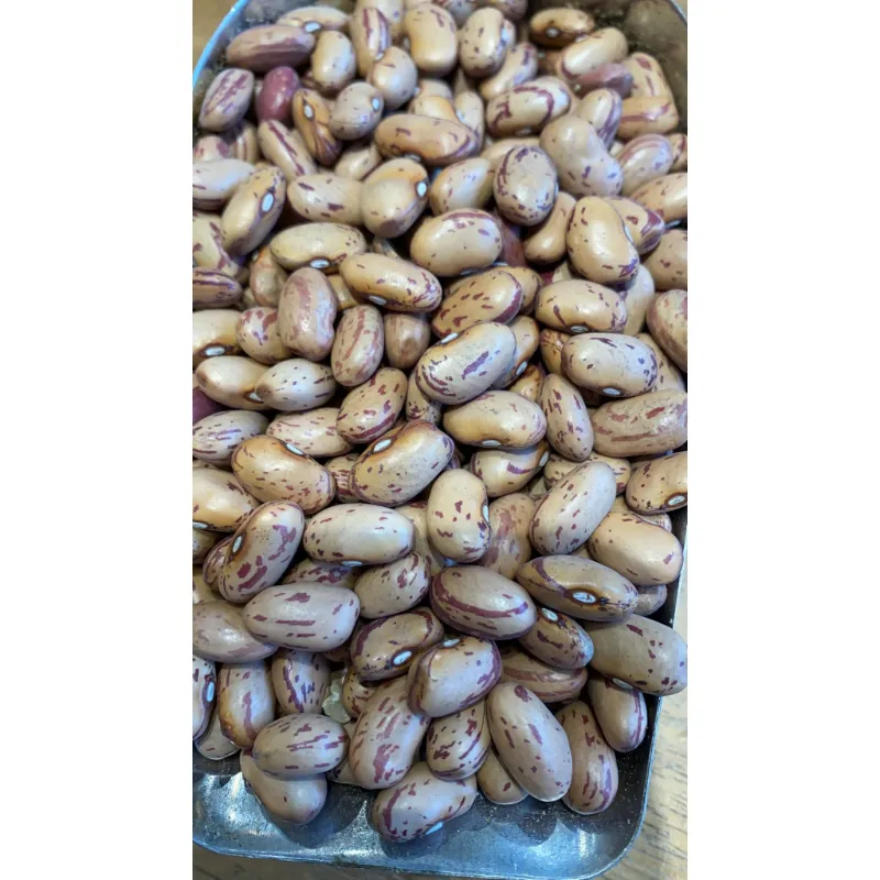 فاصولياء مخططة NO: 32