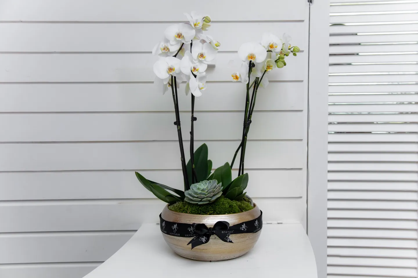 ORCHIDS