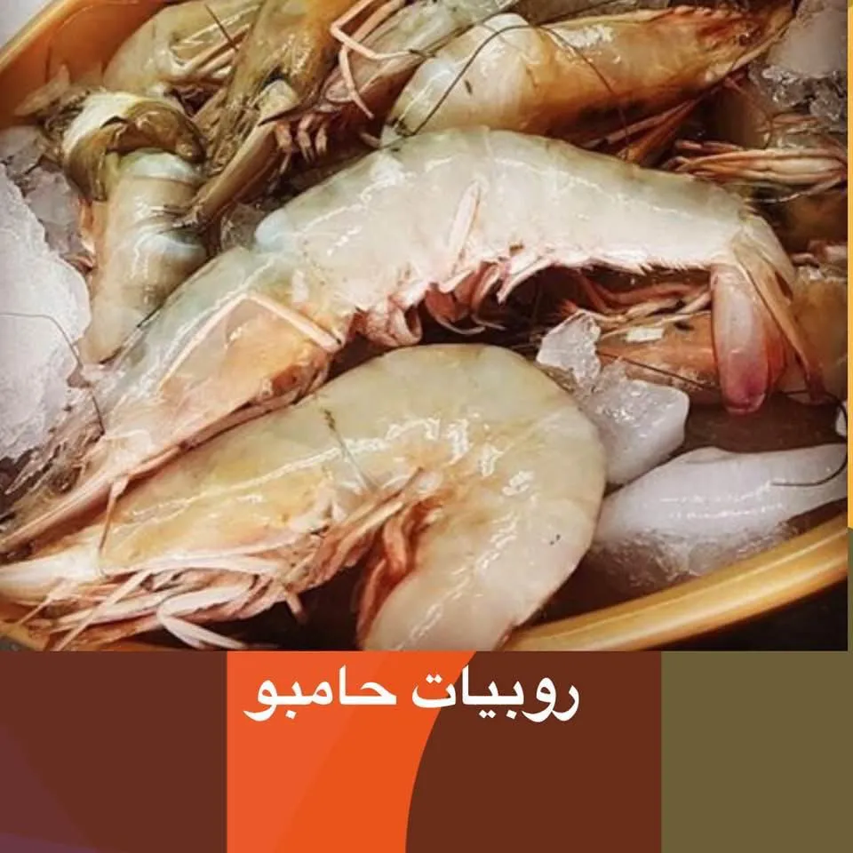 ربيان 