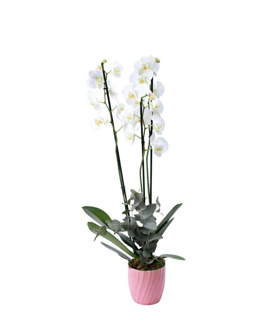 ORCHID PLANT WHITE-PINK