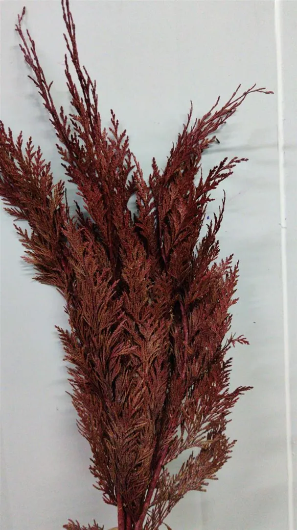 Blad Conifeer Paint Bordeaux