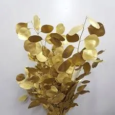 ايكولوبتيس ذهبي 