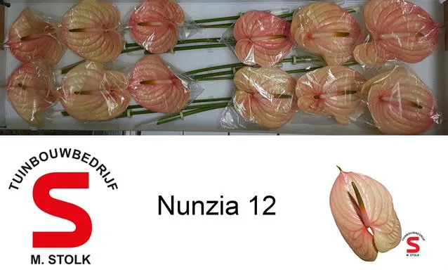 Anthurium Nunzia 12