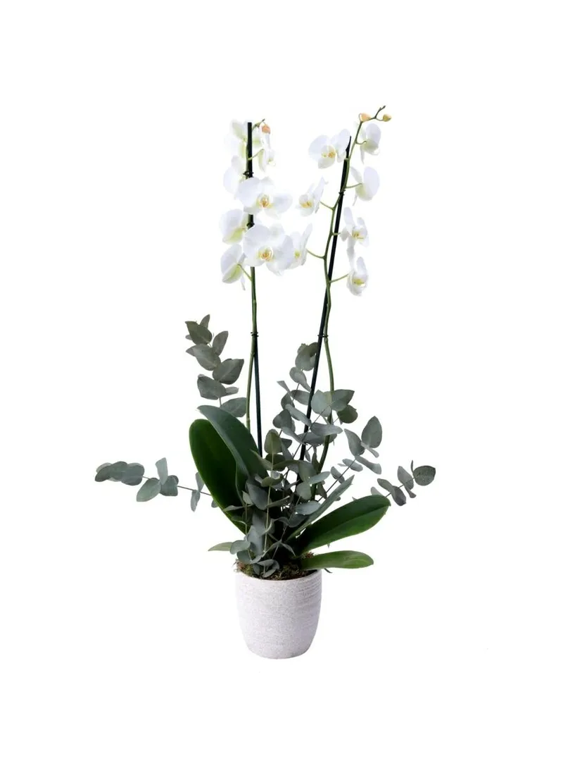 ORCHID PLANT WHITE-WHITE