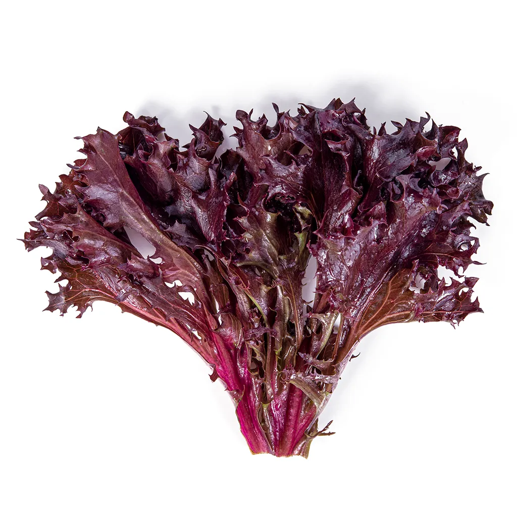 Red Lettuce