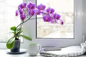 Orchids plants
