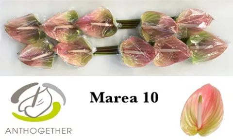 Anthurium Marea 