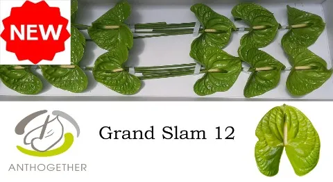 Anthurium Grand Slam