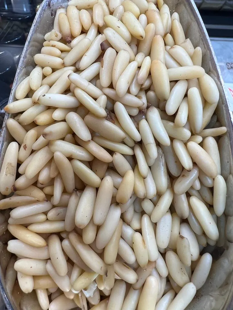 صنوبر NO: 90
