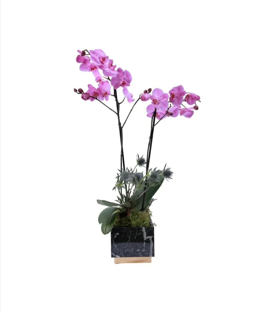 ORCHID PLANT PURPLE - BLACK 1