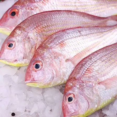 kilo sultan ibrahim (fried)