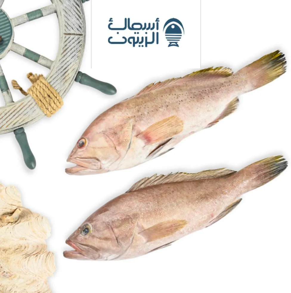 هامور كيلو