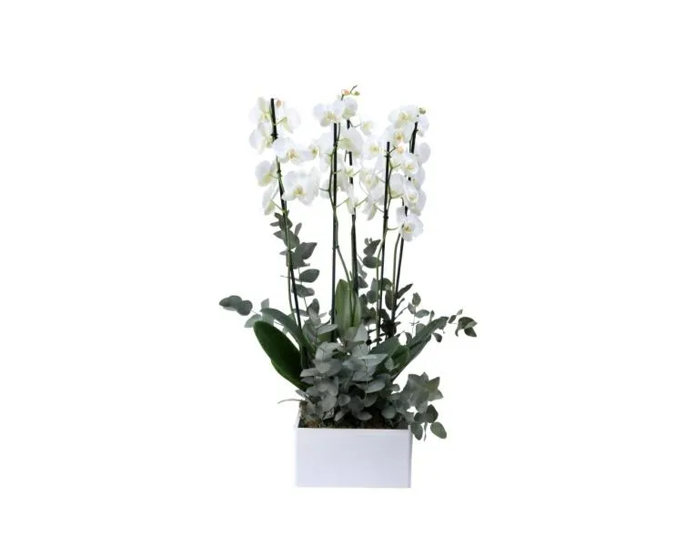 WHITE ORCHID BOX